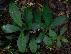 Palicourea axillaris