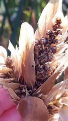 Elegia fistulosa