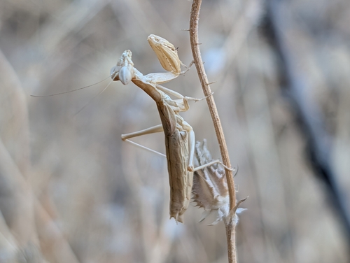 Heldreich's Dwarf Mantis