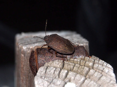Caystrus obscurus