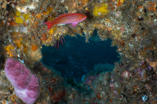 Pseudanthias cooperi observed 2026-07-01