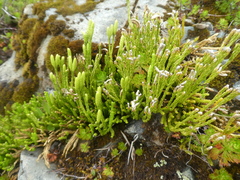 Diphasiastrum alpinum