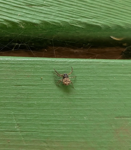 Utah Crab Spider