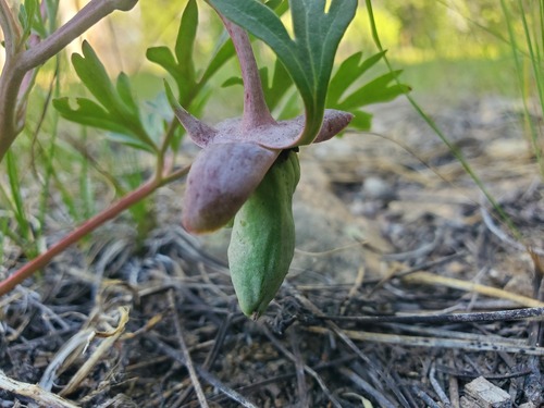 iNaturalist observation photo of Brown's Peony