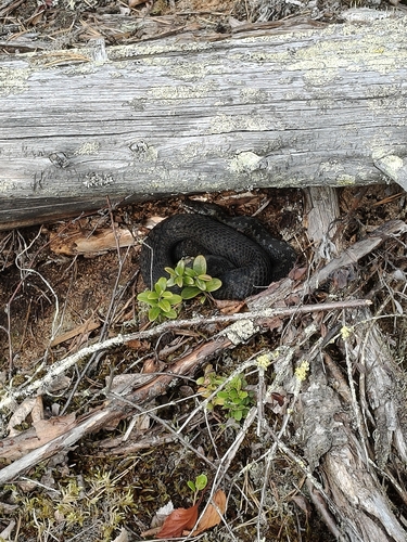 Adder