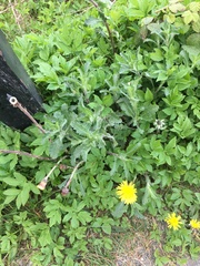 Leucanthemum vulgare