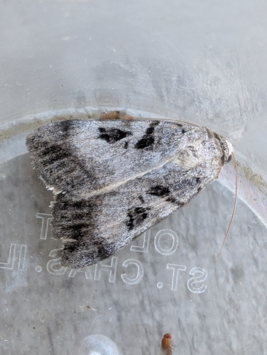 Whitney's Underwing photo 2
