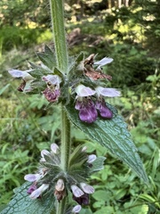 Stachys alpina, photograph author not stated, no rights reserved