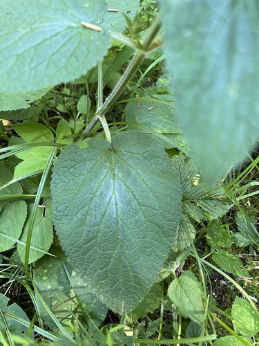 Stachys alpina, photograph 6