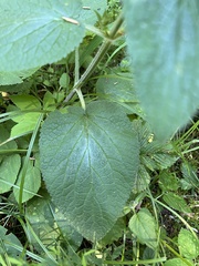 Stachys alpina, photograph author not stated, no rights reserved