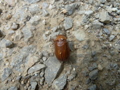 Rhizotrogus aestivus