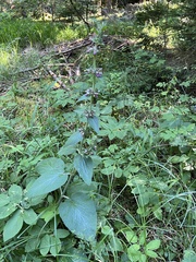 Stachys alpina, photograph author not stated, no rights reserved