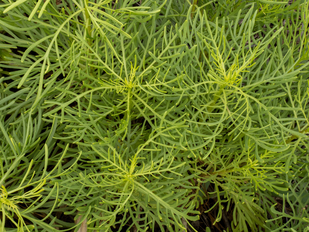 Senecio riddellii; photograph (c) Turner Brockman, some rights reserved (CC BY-SA)