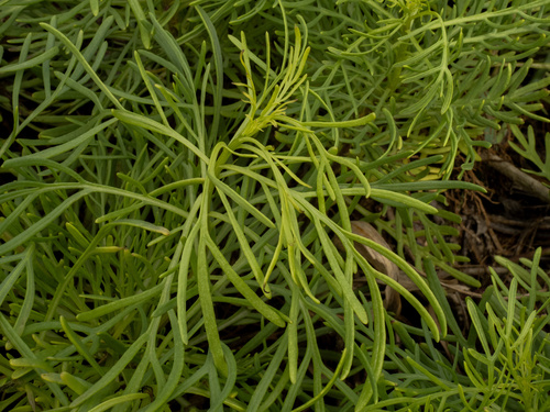Senecio riddellii, photograph 1