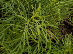 (c) Turner Brockman, some rights reserved (CC BY-SA) Senecio riddellii, photograph (c) Turner Brockman, some rights reserved (CC BY-SA)