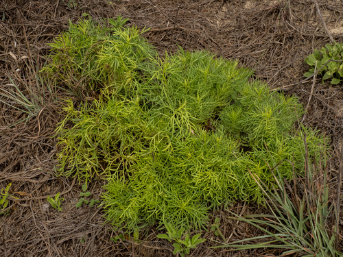 Senecio riddellii, photograph 2