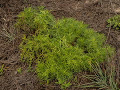 (c) Turner Brockman, some rights reserved (CC BY-SA) Senecio riddellii, photograph (c) Turner Brockman, some rights reserved (CC BY-SA)