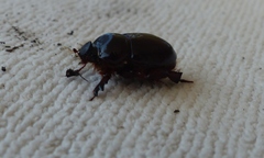 Temnorhynchus retusus