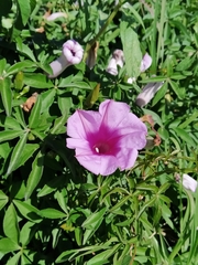 Ipomoea