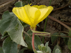Oenothera drummondii, photograph (c) Turner Brockman, some rights reserved (CC BY-SA)