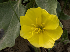 (c) Turner Brockman, some rights reserved (CC BY-SA) Oenothera drummondii, photograph (c) Turner Brockman, some rights reserved (CC BY-SA)