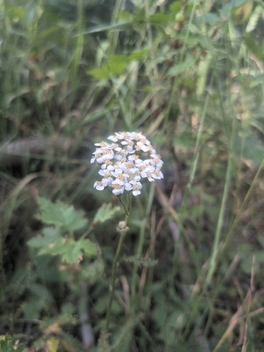 iNaturalist observation photo of common yarrow