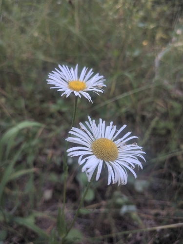 iNaturalist observation photo of Coulter's fleabane
