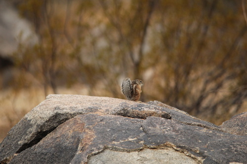 Harris' Antelope Squirrel observed by bradleyd07