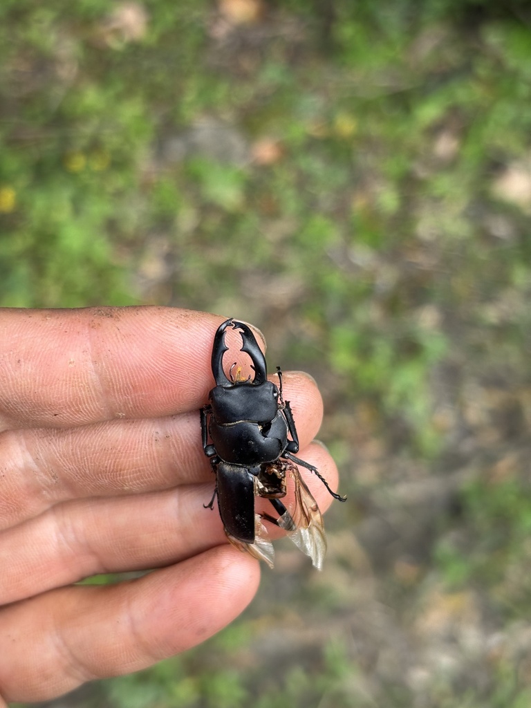 Dorcus hei