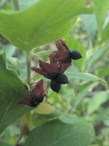 iNaturalist observation photo of twinberry honeysuckle