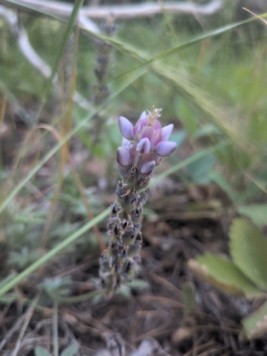 iNaturalist observation photo of Dwarf Lupine