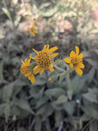 iNaturalist observation photo of Arnica