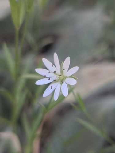 iNaturalist observation photo of Longstalk starwort