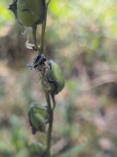 iNaturalist observation photo of small camas