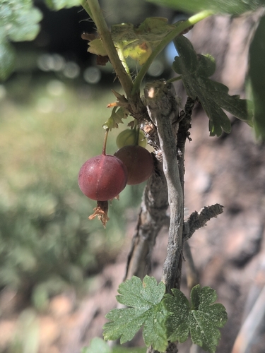 iNaturalist observation photo of white-stemmed gooseberry