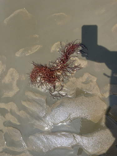 Agardhiella subulata observed 2026-07-12