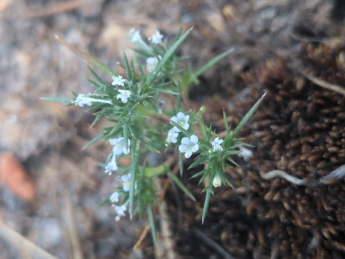 iNaturalist observation photo of needleleaf navarretia