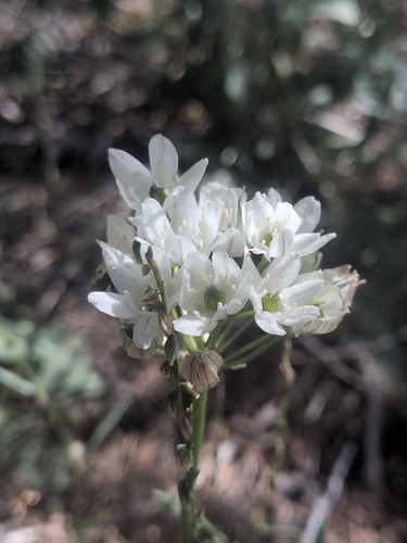 iNaturalist observation photo of white brodiaea