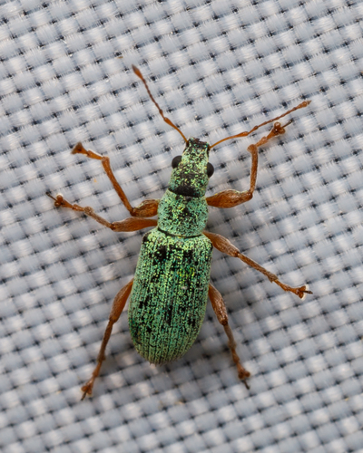 Pale Green Weevil photo 3
