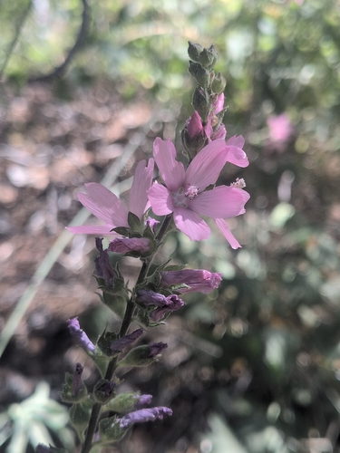 iNaturalist observation photo of Oregon Checker-mallow