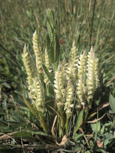 iNaturalist observation photo of Hooded Ladies' Tresses