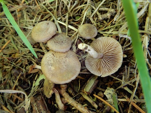 Inocybe pseudorubens image