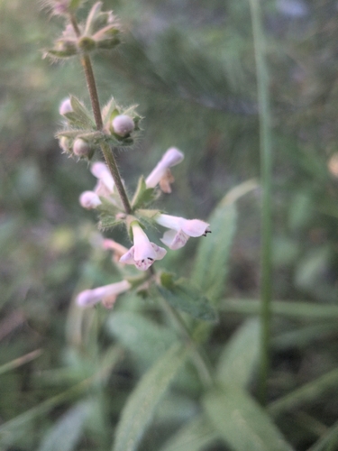 iNaturalist observation photo of rough hedgenettle