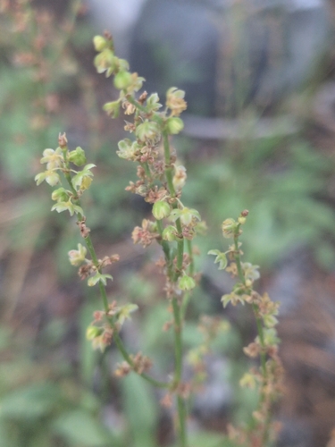 iNaturalist observation photo of Sheep's sorrel