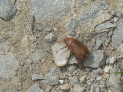 Rhizotrogus aestivus