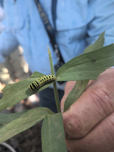 iNaturalist observation photo of Anise Swallowtail