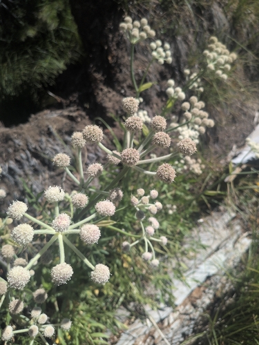 iNaturalist observation photo of ranger buttons