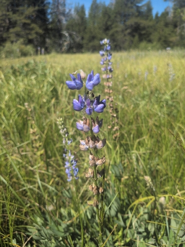 iNaturalist observation photo of Burke's Lupine