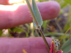 Urochloa ciliatissima