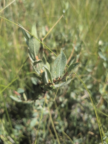 iNaturalist observation photo of Sierra willow